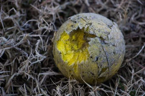 Ball at Doerey Park Stock Photos