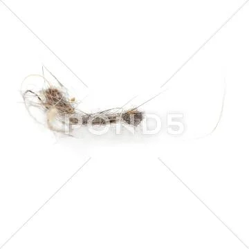 Ball dust isolated over the white background, macro Stock Photos
