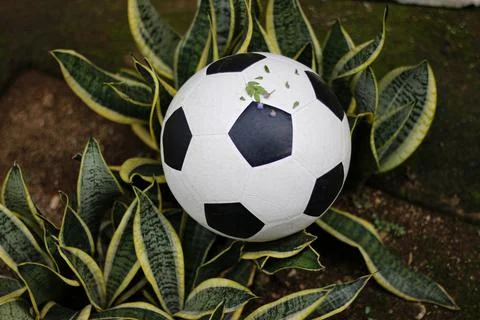 Ball on the flower Stock Photos