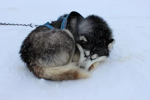 Ball of fur Stock Photos