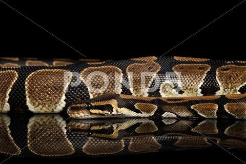 Ball or Royal python Snake on Isolated black background Stock Photos