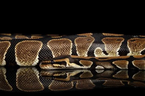 Ball or Royal python Snake on Isolated black background Stock-Fotos