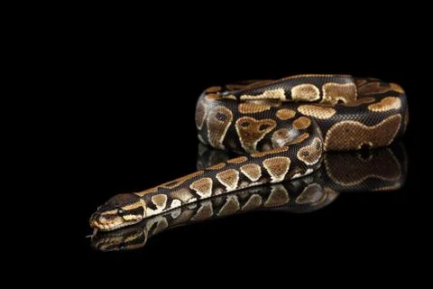 Ball or Royal python Snake on Isolated black background 写真素材
