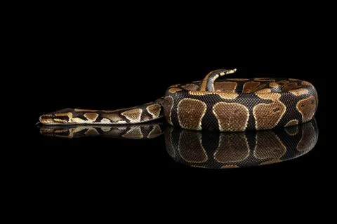 Ball or Royal python Snake on Isolated black background Stock-Fotos
