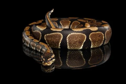 Ball or Royal python Snake on Isolated black background Stock Photos