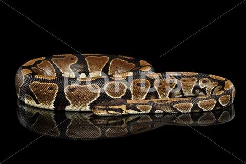 Ball or Royal python Snake on Isolated black background Stock Photos