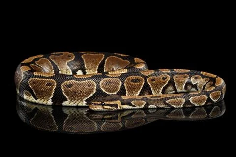 Ball or Royal python Snake on Isolated black background Stock-Fotos