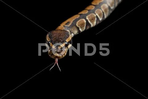 Ball or Royal python Snake on Isolated black background Stock Photos