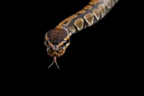 Ball or Royal python Snake on Isolated black background Stock-Fotos