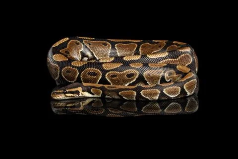Ball or Royal python Snake on Isolated black background Stock-Fotos