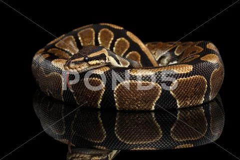 Ball or Royal python Snake on Isolated black background Stock Photos