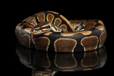 Ball or Royal python Snake on Isolated black background Stock-Fotos