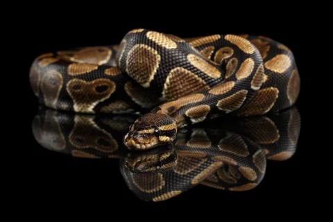 Ball or Royal python Snake on Isolated black background 写真素材