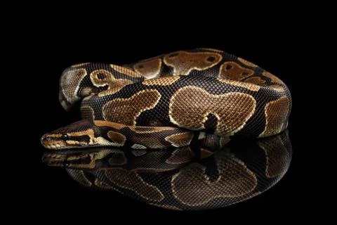 Ball or Royal python Snake on Isolated black background 스톡 사진