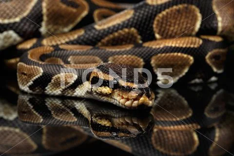 Ball or Royal python Snake on Isolated black background Stock Photos