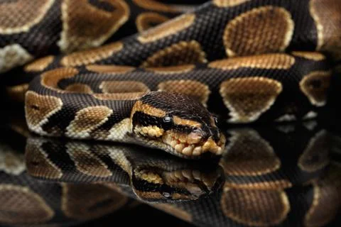 Ball or Royal python Snake on Isolated black background Stock-Fotos