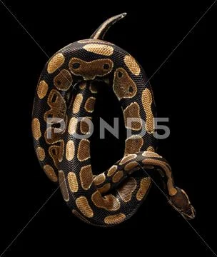 Ball or Royal python Snake on Isolated black background Stock Photos