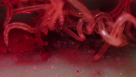 Ball of parasitic worms Stock Footage 155518426