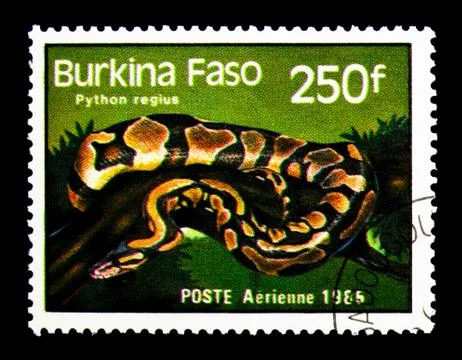 Ball Phyton (Python regius), Reptiles and Amphibians serie, circ Stock Illustration