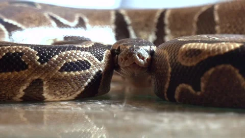 Ball phyton snake closeup head Stock Footage 306397384