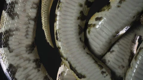 Ball phytons, camera rushed down Stock-Footage 112633282