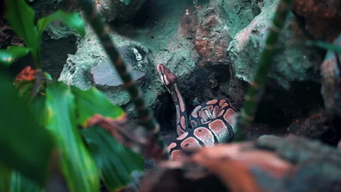 Ball python , Amsterdam animal Stock-Footage 215806680