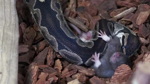 Ball Python and Rat After the Strike HD Stock Footage 7736817