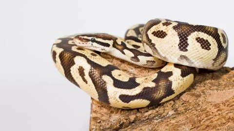Ball python calmly coiled on rock in studio closeup Stock-Footage 325155154