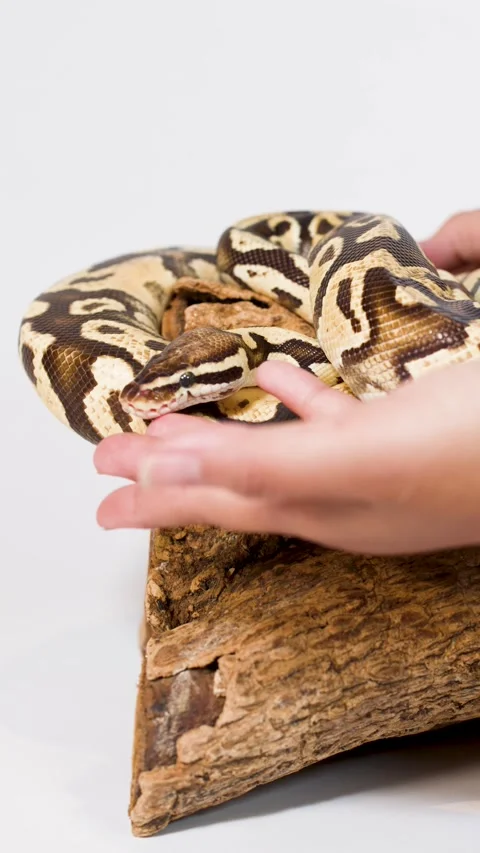 Ball python calmly handled on wooden hide in studio Stock Footage 324889352