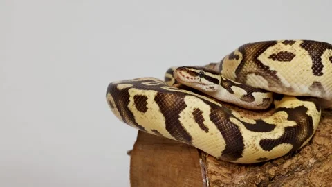 Ball Python Calmly Resting Coiled on Wooden Log Stock-Footage 324945634