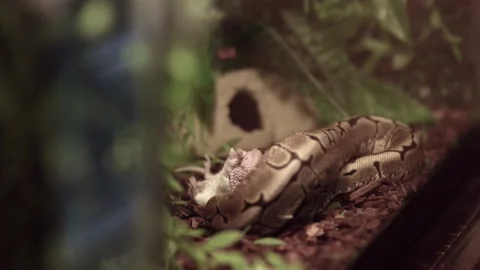 Ball Python Caught And Strangled Its Prey. - Closeup Stock Footage 159207432