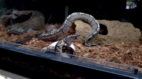 Ball python cinnamon in S-position ready to attack. Stock Footage 321219561