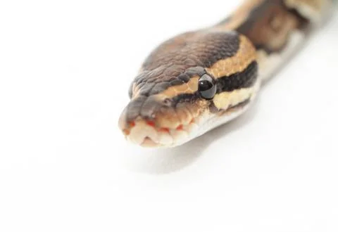 Ball Python close up Stock-Fotos