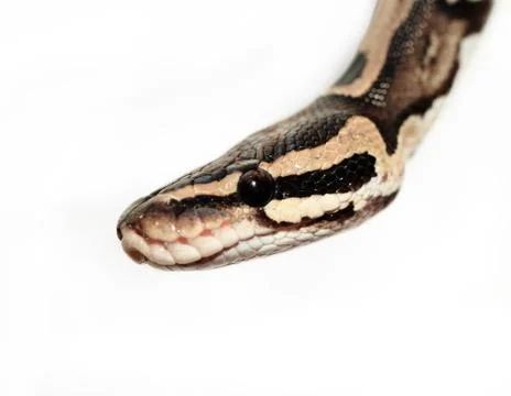 Ball Python close up Stock Photos