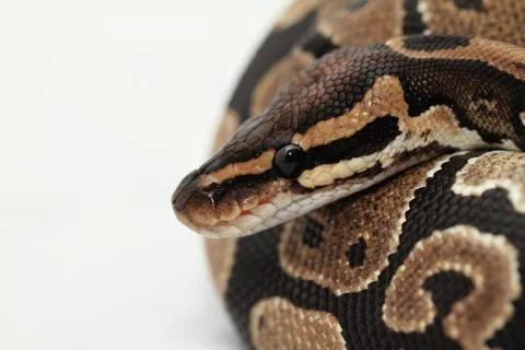 Ball Python close up Stock-Fotos