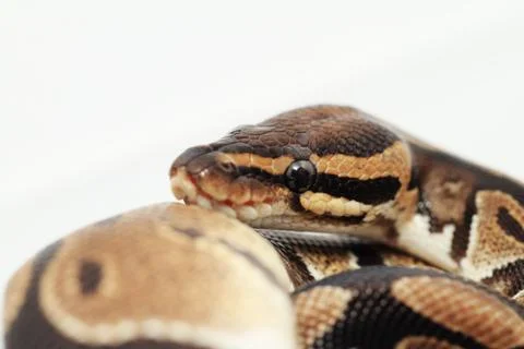 Ball Python close up 스톡 사진