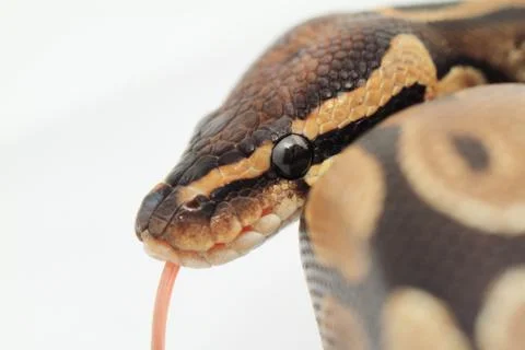 Ball Python close up Stock-Fotos