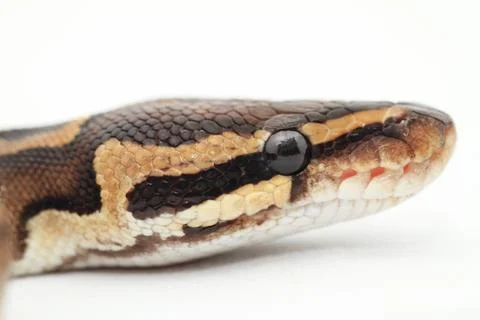 Ball Python close up Stock-Fotos
