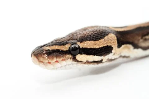 Ball Python close up Stock-Fotos