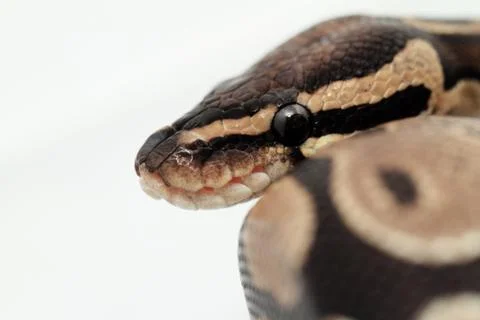 Ball Python close up 写真素材