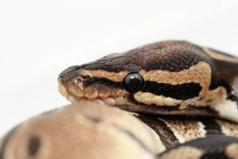 Ball Python close up Stock-Fotos