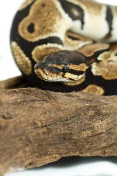 Ball Python close up Stock-Fotos