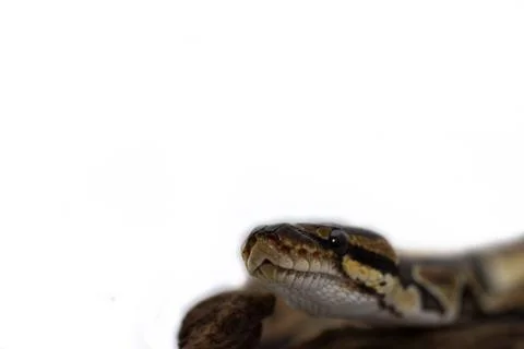 Ball Python close up (Python Regius) Foto stock