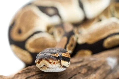 Ball Python close up (Python Regius) Stock-Fotos