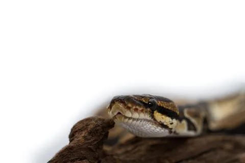 Ball Python close up (Python Regius) Stock-Fotos