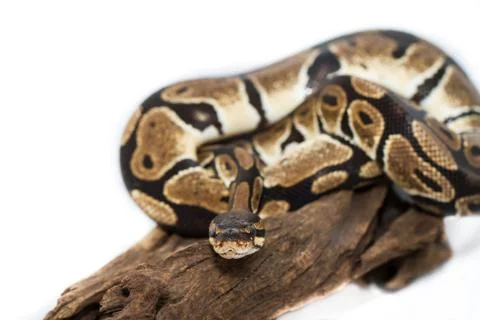 Ball Python close up (Python Regius) Stock-Fotos