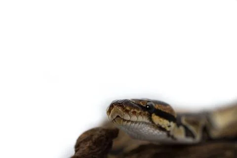 Ball Python close up (Python Regius) Stock-Fotos