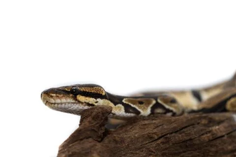 Ball Python close up (Python Regius) 写真素材