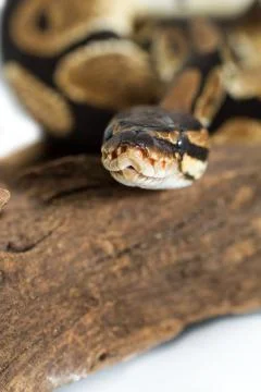Ball Python close up (Python Regius) 写真素材