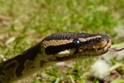 Ball Python Closeup 스톡 사진